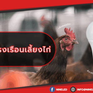 ออกแบบแสงโรงเรือนเลี้ยงไก่